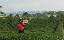 Giải bài toán vận hành cho hộ kinh doanh chè Thái Nguyên