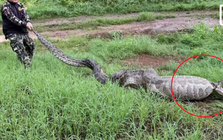 Người dân ghi lại cảnh tượng "nổi da gà" ngoài vườn
