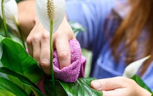 Nhiều người trồng cây lan ý trong nhà, hóa ra không chỉ để làm cảnh
