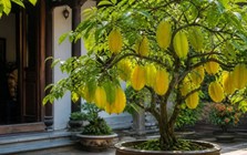 Nên trồng khế ngọt hay khế chua trước nhà để phong thủy tốt, thu hút vận may?