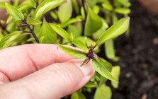 Vì sao nhiều người trồng một chậu cây húng quế trong nhà? Hóa ra không chỉ để lấy rau ăn