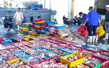 Ngư dân Đà Nẵng trúng đậm mùa cá bã trầu lớn nhất năm