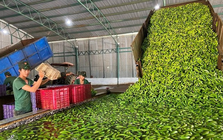 Sau sầu riêng, một 'siêu thực phẩm' của Việt Nam đang thu nghìn tỷ nhờ Trung Quốc: thuế xuất khẩu 0%, lợi nhuận cao gấp 8 lần trồng cao su