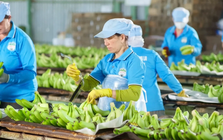 Cổ phiếu của HAGL Invest sắp được giao dịch trên UPCoM