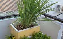 Nhà nào đang trồng sả nên biết 4 điều quan trọng