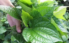 Nhà nào đang trồng lá lốt nên biết 4 điều quan trọng