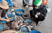 Loại cá giá rẻ bán đầy chợ Việt Nam được quốc gia giàu có Trung Đông chi 10 triệu USD "săn lùng": 1 tháng tăng 231%