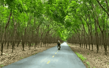 Mang về 3,33 tỷ USD xuất khẩu cho Việt Nam năm 2025, loài cây này lại thuộc danh mục cấm trồng của Hà Nội