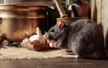 8 cách đuổi chuột hiệu quả mà không cần dùng tới bả độc