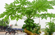 Nhiều gia đình trồng đu đủ trong sân vườn, hóa ra không chỉ để lấy quả