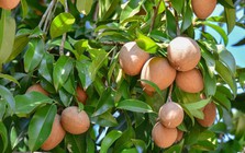 Vì sao nhiều gia đình thích trồng cây hồng xiêm trong nhà, hoá ra không chỉ để lấy quả