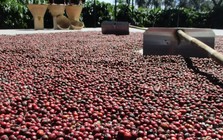 Cà phê, ca cao đồng loạt tăng giá
