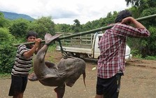 "Thủy quái" mệnh danh "sát thủ săn mồi" dưới lòng Sông Đà: Thuộc hàng Ngũ quý hà thủy