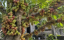 Tin vui cho các gia đình đang trồng cây sung