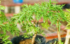 Nhiều nhà trồng đinh lăng trước cửa, hóa ra còn có lý do đặc biệt này