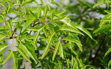 Tin vui cho những người đang trồng đinh lăng