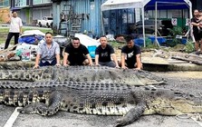 Bắt được "quái thú" dài 5,5 m ở nước láng giềng Việt Nam: Phải đặt bẫy suốt 3 ngày mới hạ được