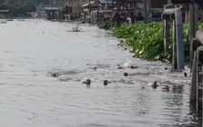 Dân Bangkok ngỡ ngàng chứng kiến đàn sinh vật “lạ” 20 con tràn vào kênh, chia phe như chuẩn bị đại chiến!