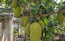 Tin vui cho những người đang trồng mít