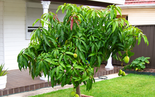 Nhiều gia đình trồng xoài trong sân vườn: Hóa ra không chỉ để lấy quả