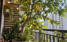Tin vui cho những người đang trồng cây khế