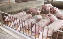Giá lợn hơi tiếp tục giảm mạnh