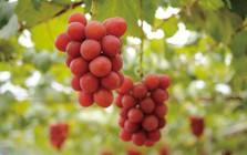 Người Nhật 'hô biến' loại quả bán đầy chợ Việt thành 'hàng xa xỉ', giá 180 triệu đồng/chùm: Cân nặng, độ đường đều phải đạt chuẩn từng li từng tí