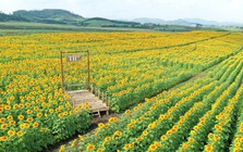 Diễn biến mới tại cánh đồng hoa hướng dương của bà Thái Hương ở Nghệ An