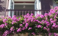 Tại sao ngày càng nhiều người trồng hoa giấy trong nhà?