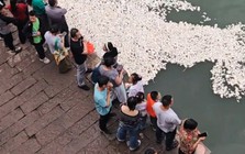 Đang cho cá ăn, hàng loạt du khách bất ngờ thấy mặt sông xuất hiện điều khác thường: Chính quyền vào cuộc