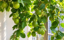 Tin vui cho những người đang trồng cây chanh
