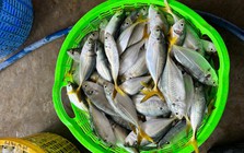 3 loại cá tốt bậc nhất cho người mỡ máu cao, ngừa bệnh tim: Chợ Việt cực sẵn nhưng nhiều người chưa biết mà ăn!