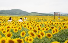 Tuần sau, bà Thái Hương mở cửa miễn phí cánh đồng hướng dương 500.000m2, cơ hội ngắm hoa từ khinh khí cầu trong 2 ngày