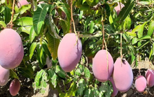 Không phải sầu riêng, Thái Lan lo mất trắng một loại trái cây do lũ lụt: Cây mới cần 4-5 năm mới cho quả, Việt Nam đang sở hữu hơn 100.000 ha