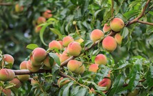 8 loại cây ăn quả "hút" vận may: Tất cả đều dễ trồng tại Việt Nam
