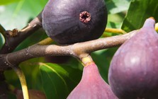 5 loại cây ăn quả trồng trong chậu vẫn chi chít trái