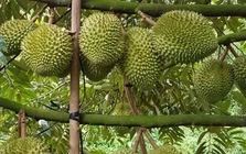 Sầu riêng Việt Nam thắng lớn tại Trung Quốc