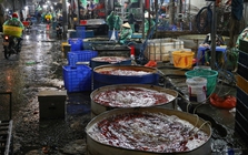 Giá cá chép tiễn ông Công ông Táo giảm, chợ lớn nhất Hà Nội vẫn vắng khách mua