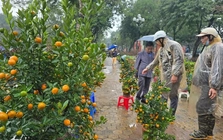 Cận Tết, phố bớt cây cảnh tràn đường, chợ hoa Hà Nội vẫn vắng khách