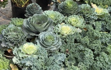 Độc lạ rau cải được hô biến thành cây cảnh chơi Tết