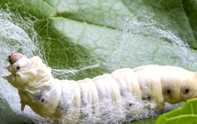 Ấn Độ tìm ra "mỏ vàng mới", giải bài toán sống còn của ngành kinh tế đứng thứ 2 thế giới