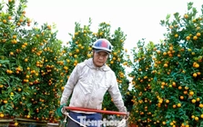 Nghề chở cây thuê ngày Tết