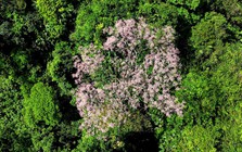 Phát hiện loài cây "vương giả chi hoa" với số lượng lớn ở 1 nơi rất hoang sơ hiểm trở, người dân truyền tai là "đất của phượng hoàng"