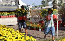 Hoa Tết giá mềm, hút khách