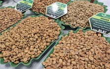 Giá cà phê hôm nay 11-2: Giảm mạnh trước dự báo Brazil được mùa lớn