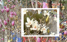 Chợ hoa Quảng Bá năm nay: Một loại hoa mới chiếm sóng, giá lên đến tiền triệu nhưng khách chốt mua chỉ trong nốt nhạc