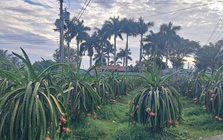 Giá thanh long cận Tết bất ngờ lao dốc, nông dân lo đầu ra