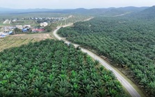 Khám phá Hành trình đưa dầu cọ vươn ra thế giới