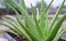 5 loại cây mọng nước đẹp mắt, "hút" vượng khí, nên trồng trong nhà năm Bính Ngọ