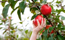 VDSC chỉ ra những 'món hàng' tốt dựa trên tín hiệu sớm từ huy động vốn của các ngành